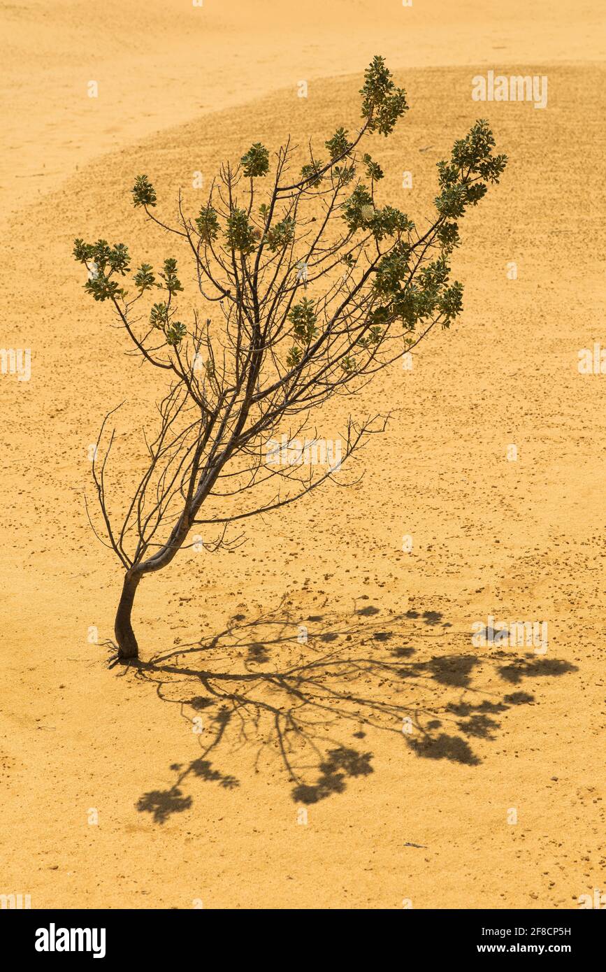 Einsamer Baum - Banksia sessilis (Papageienbuschpflanze) wächst auf Sanddünen. Gelbe Wüstenlandschaft im Nambung National Park, WA Stockfoto