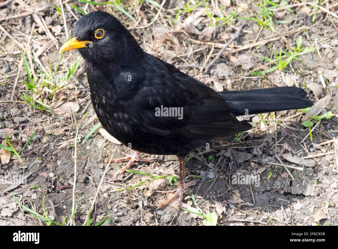 Neugierige männliche Amsel gelber Schnabel gelbes Auge Turdus merula Stockfoto