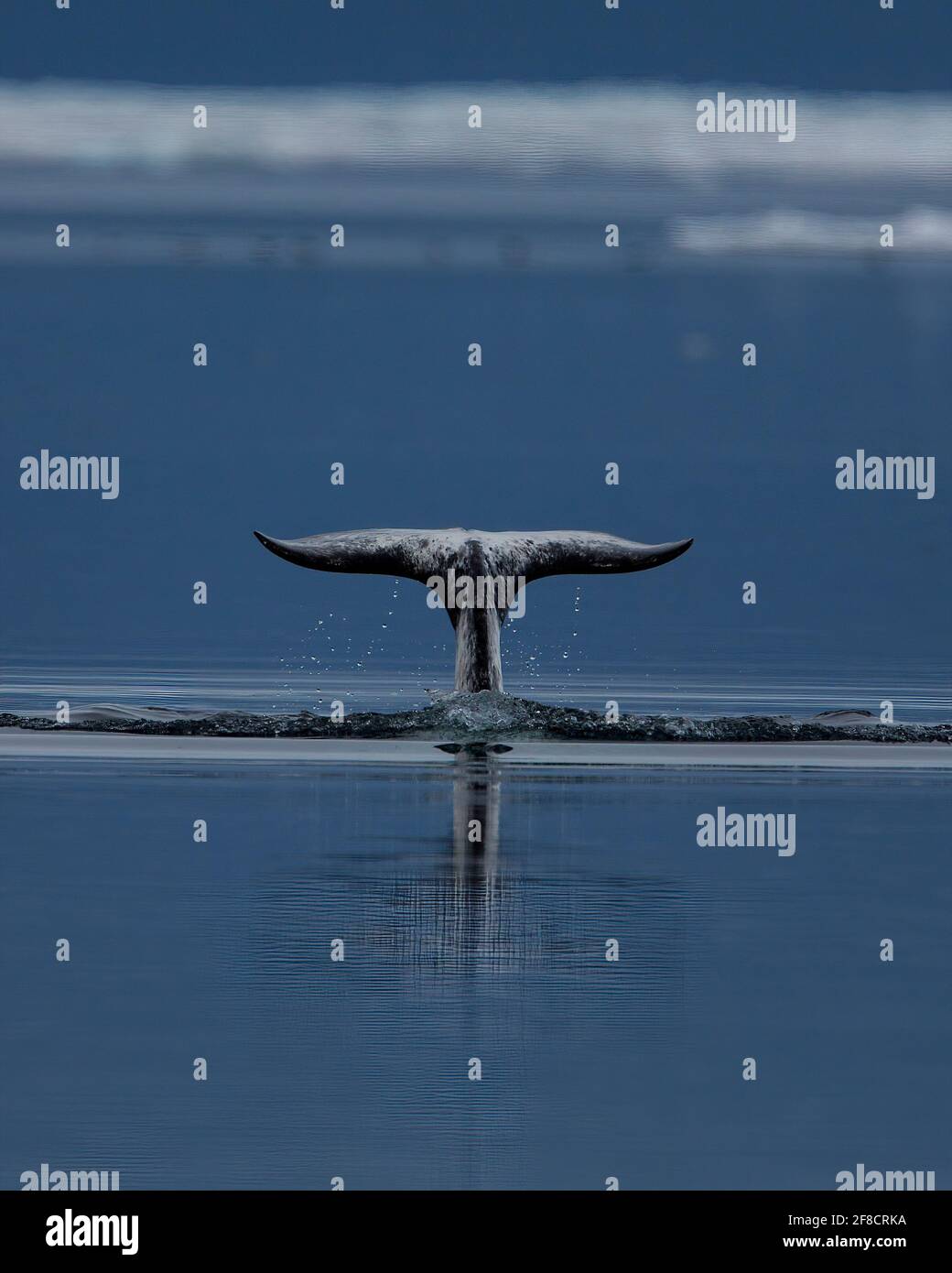 Narwhal Tail Dive, Pond Inlet, Baffin Island, Nunavut, Kanada Stockfoto