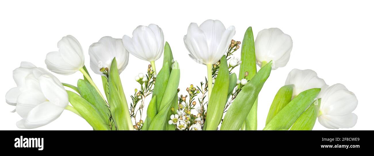 Zarte Frühling weiße Tulpenblumen mit grünen Blättern, isoliert auf weißem Hintergrund - breite Panorama floralen Rand, Poster oder Grußkarte. Vorlage Stockfoto