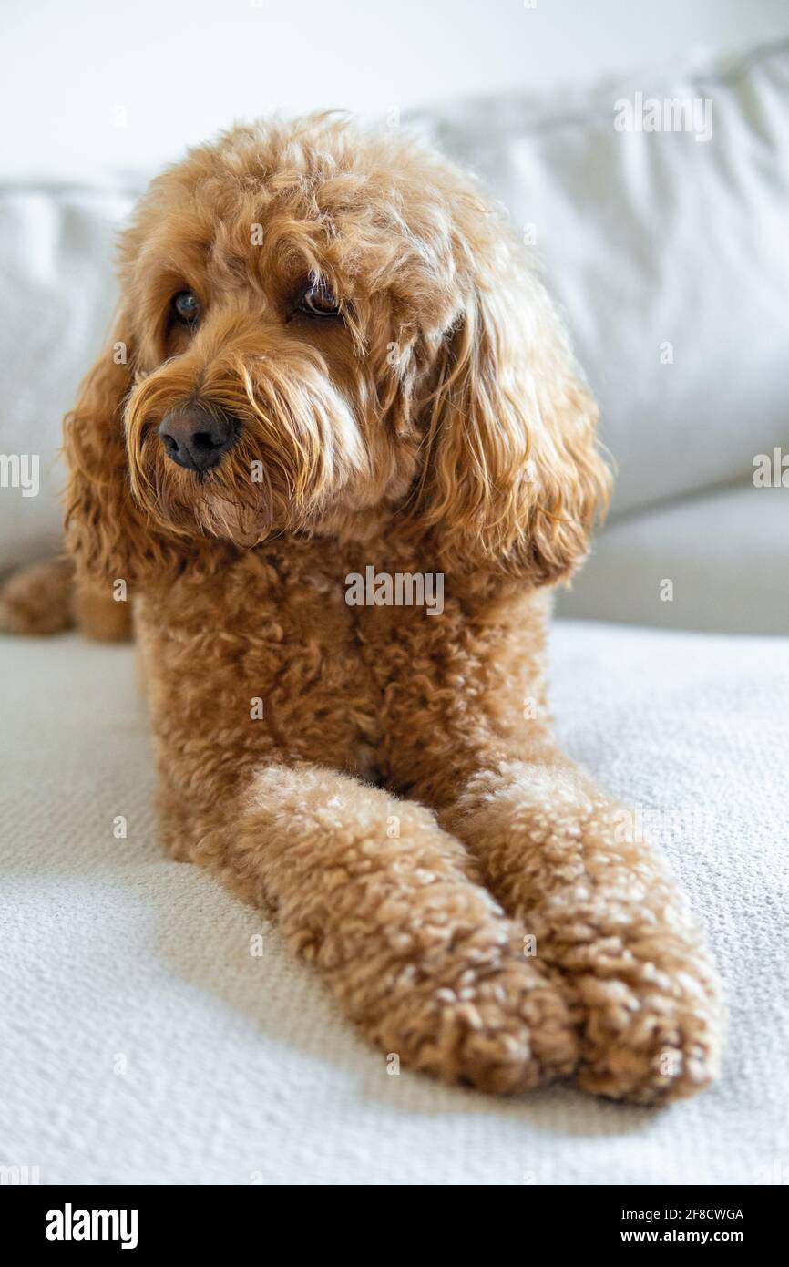Cavapoo Hund auf der Couch, Mischrasse von Cavalier King Charles Spaniel  und Pudel Stockfotografie - Alamy