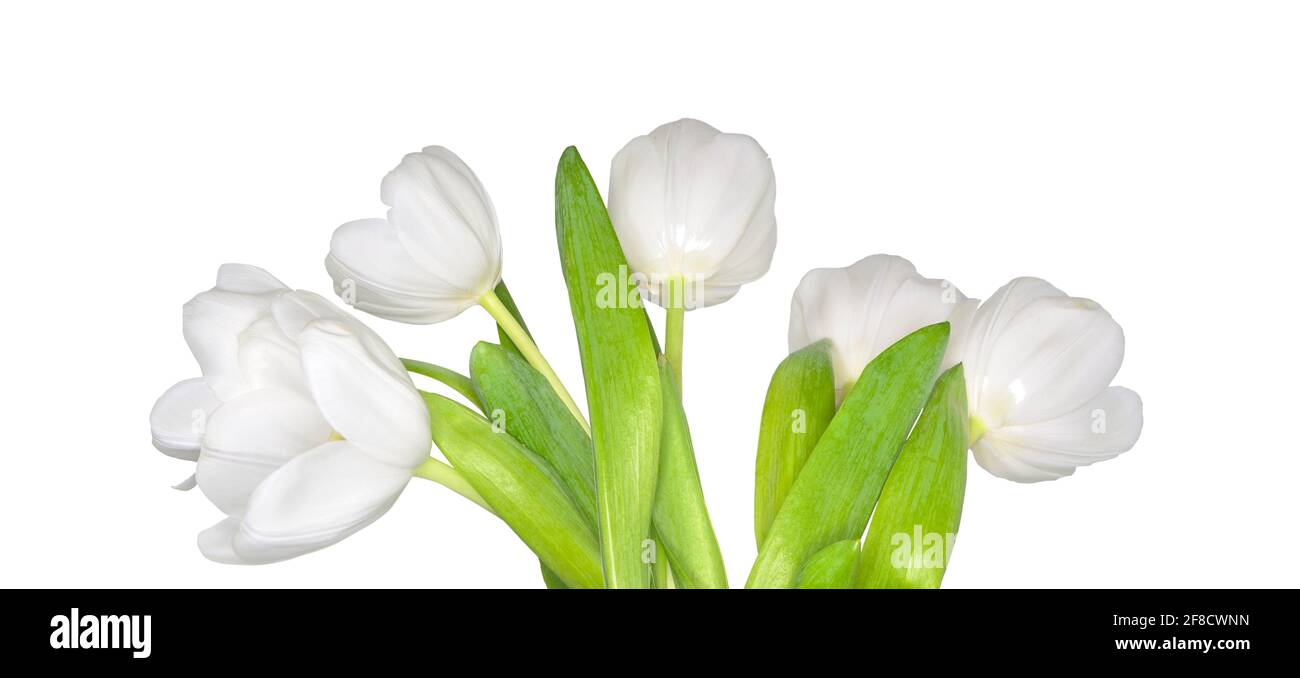 Zarte Frühling weiße Tulpenblumen mit grünen Blättern, isoliert auf weißem Hintergrund - breite Panorama floralen Rand, Poster oder Grußkarte. Vorlage Stockfoto