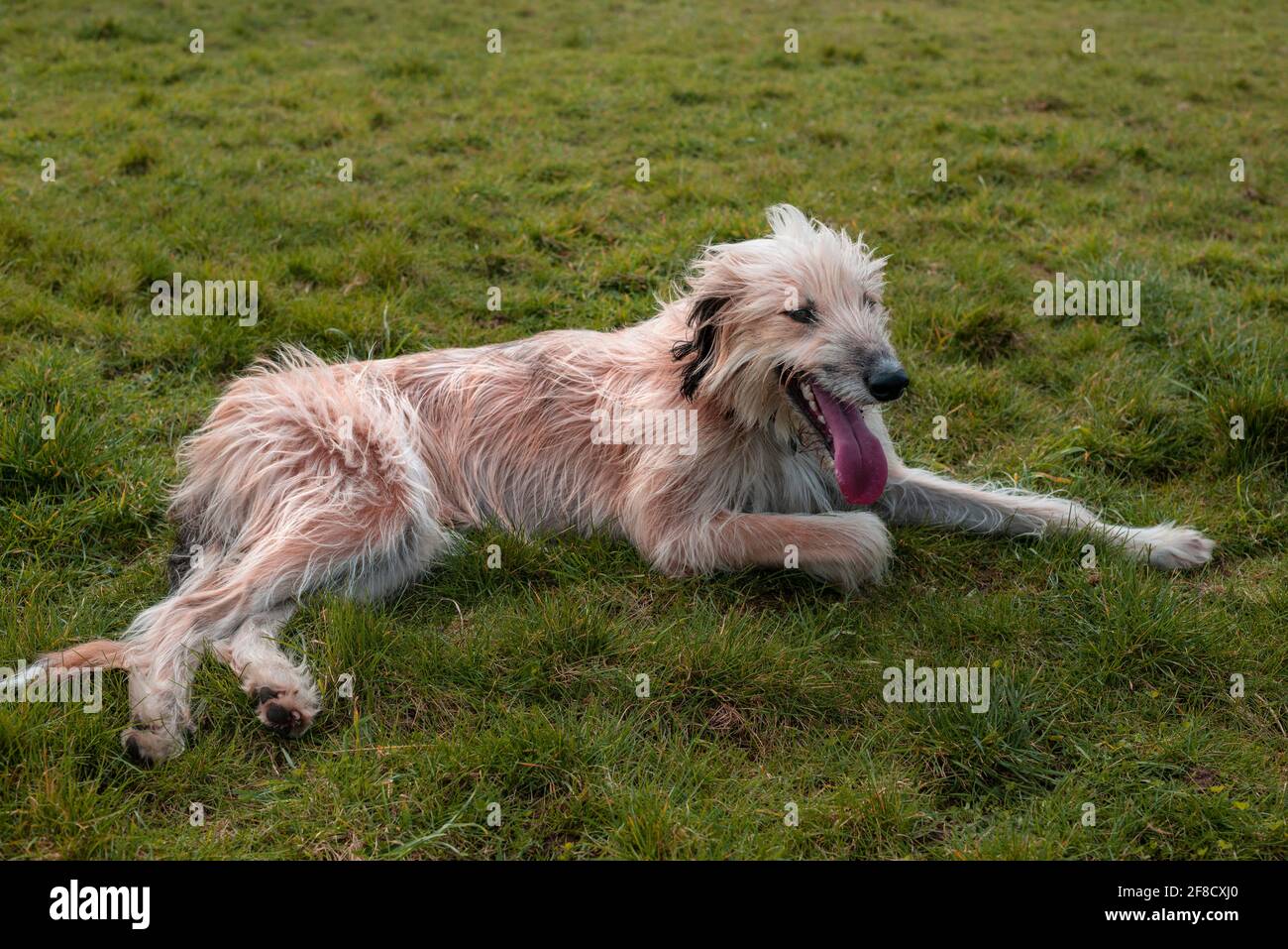 Crossbreed afghanischen und lurcher Hund liegt auf Gras keuchend Stockfoto