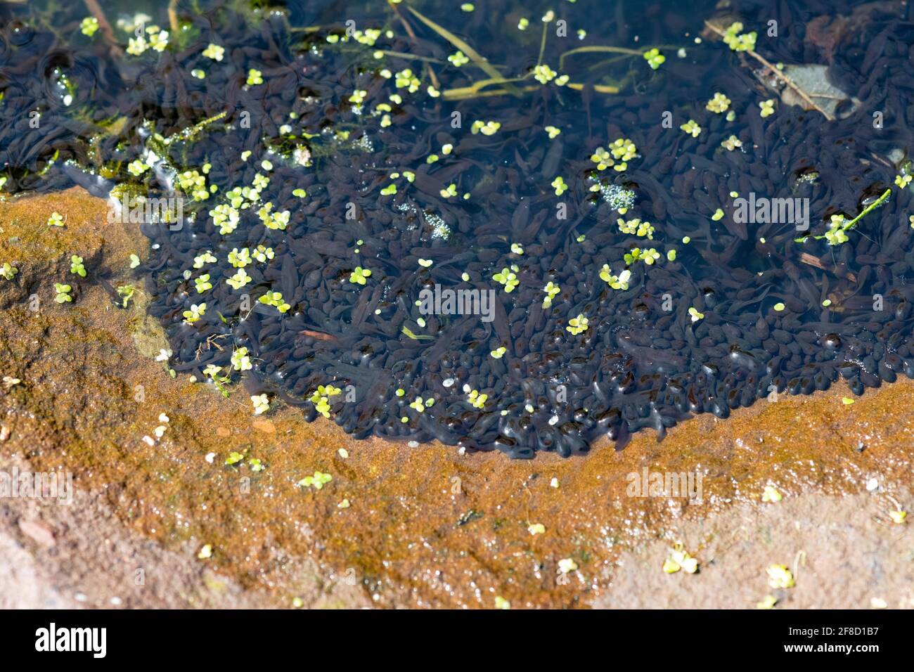 Junge Kaulquappen (gemeiner Frosch), die sich in flachem, warmem Wasser am Rand des Teichs - Großbritannien - angesammelt haben Stockfoto