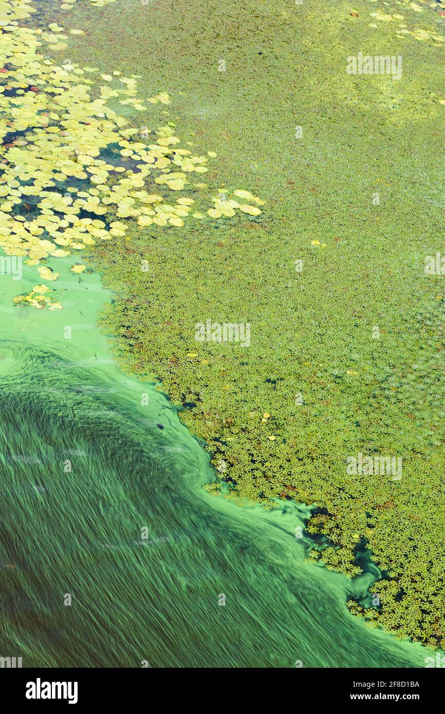 Verschmutzung des Flusswassers, blaugrüne Algen bedecken die Oberfläche des Flusses mit einem Film. Ökologische Probleme. Stockfoto