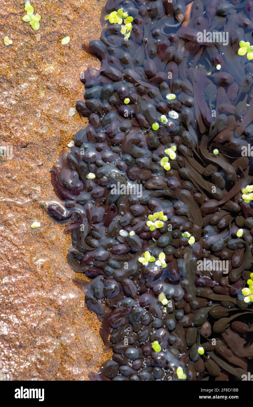 Junge Kaulquappen (gemeiner Frosch), die sich in flachem, warmem Wasser am Rand des Teichs - Großbritannien - angesammelt haben Stockfoto Junge Kaulquappen (gemeiner Frosch), die sich in flachem, warmem Wasser am Rand des Teichs - Großbritannien - angesammelt haben Stockfoto