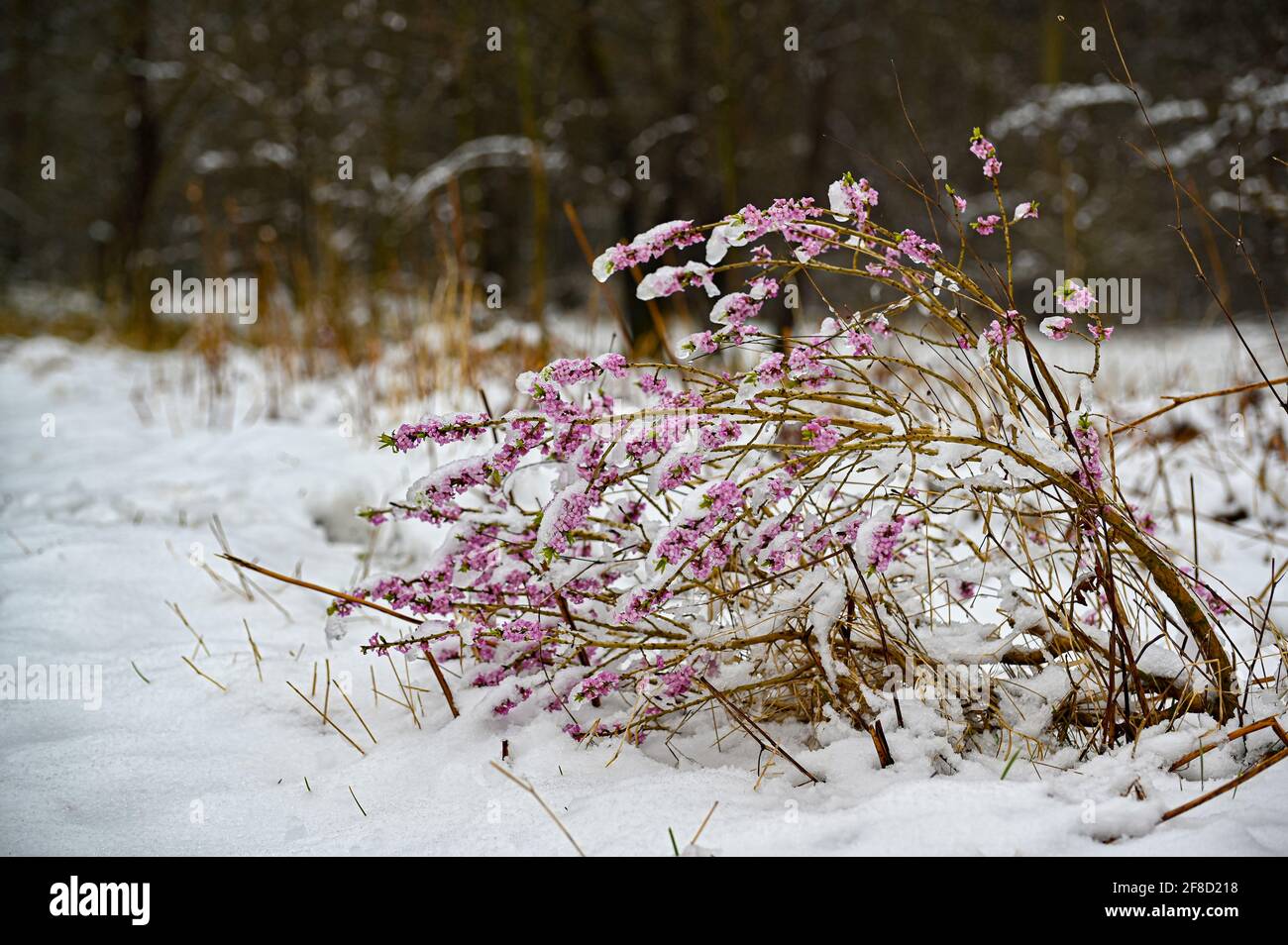 Ein Tibastbusch mit einem harten Tag im Schnee und Eis Stockfoto