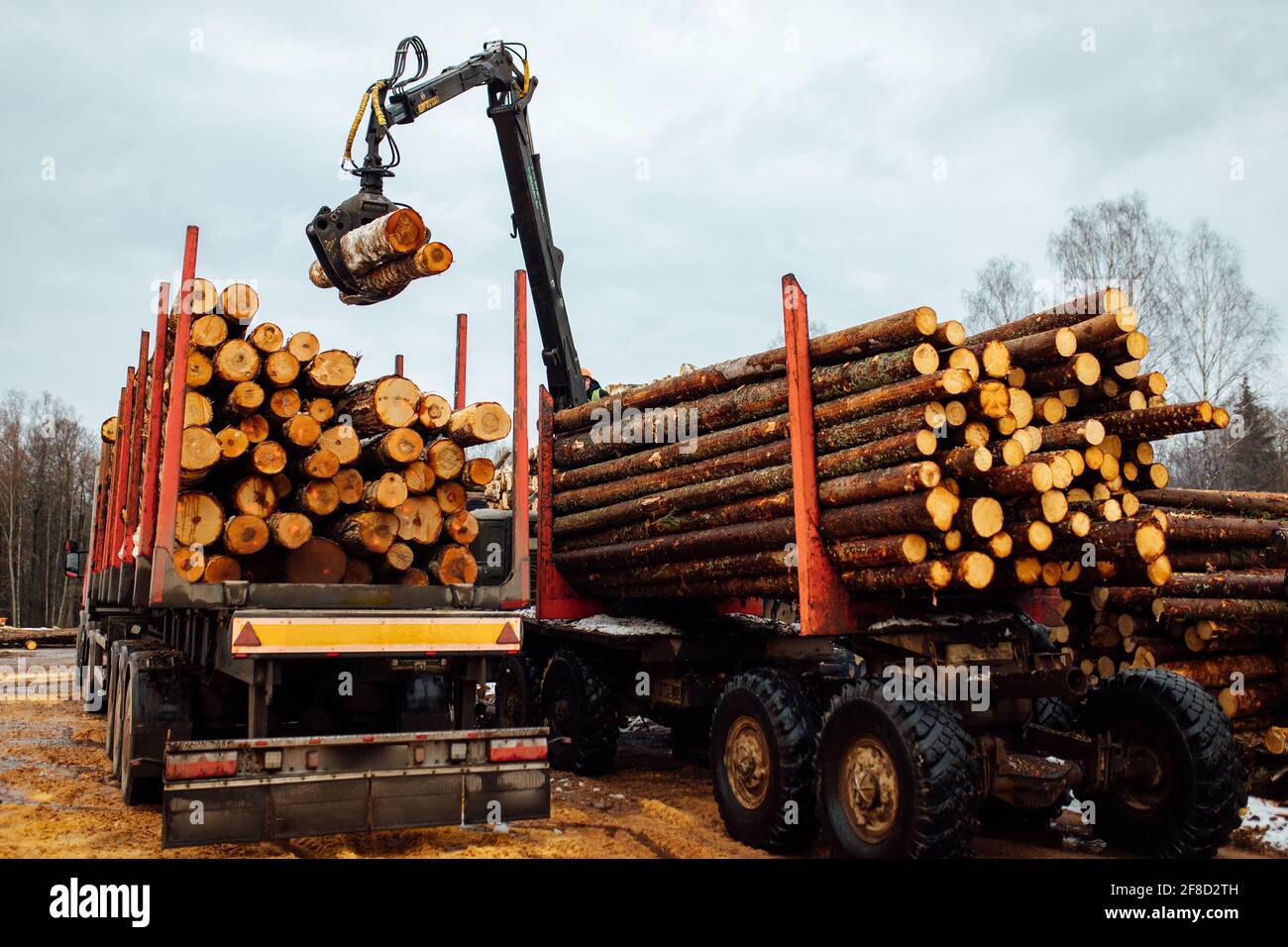 Der Kran lädt die Bäume. Die geschnittenen Baumstämme werden in den Körper des Förderers geladen. Industrieladung für die Holzbearbeitungsanlage Stockfoto