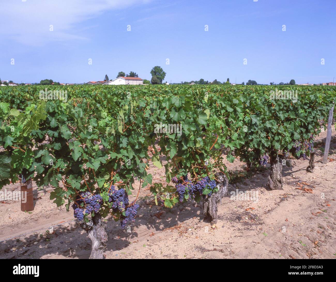 Trauben auf Reben im Weinberg, Saint-Emilion, Gironde. Aquitaine, Frankreich Stockfoto