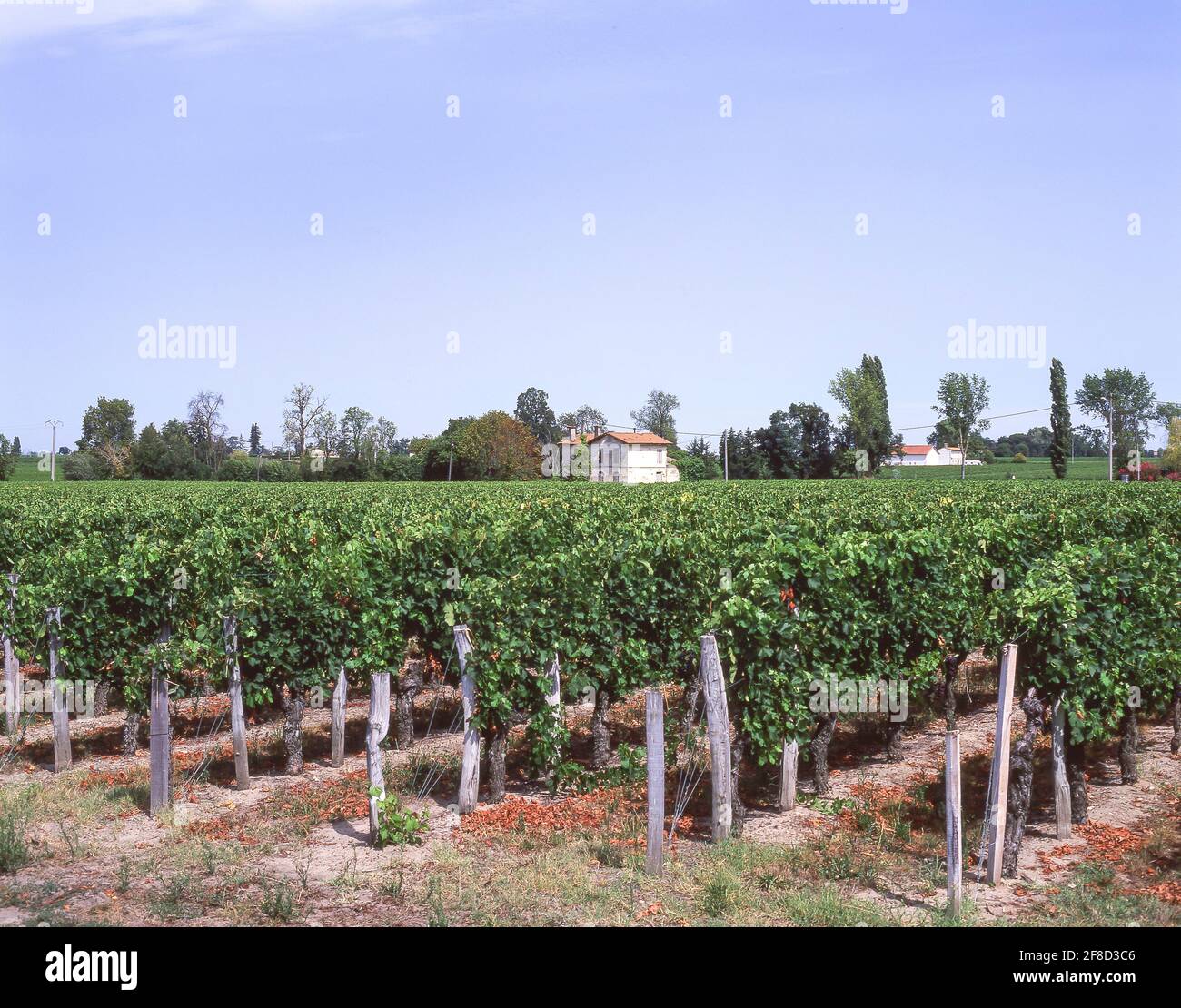 Trauben auf Reben im Weinberg, Saint-Emilion, Gironde. Aquitaine, Frankreich Stockfoto