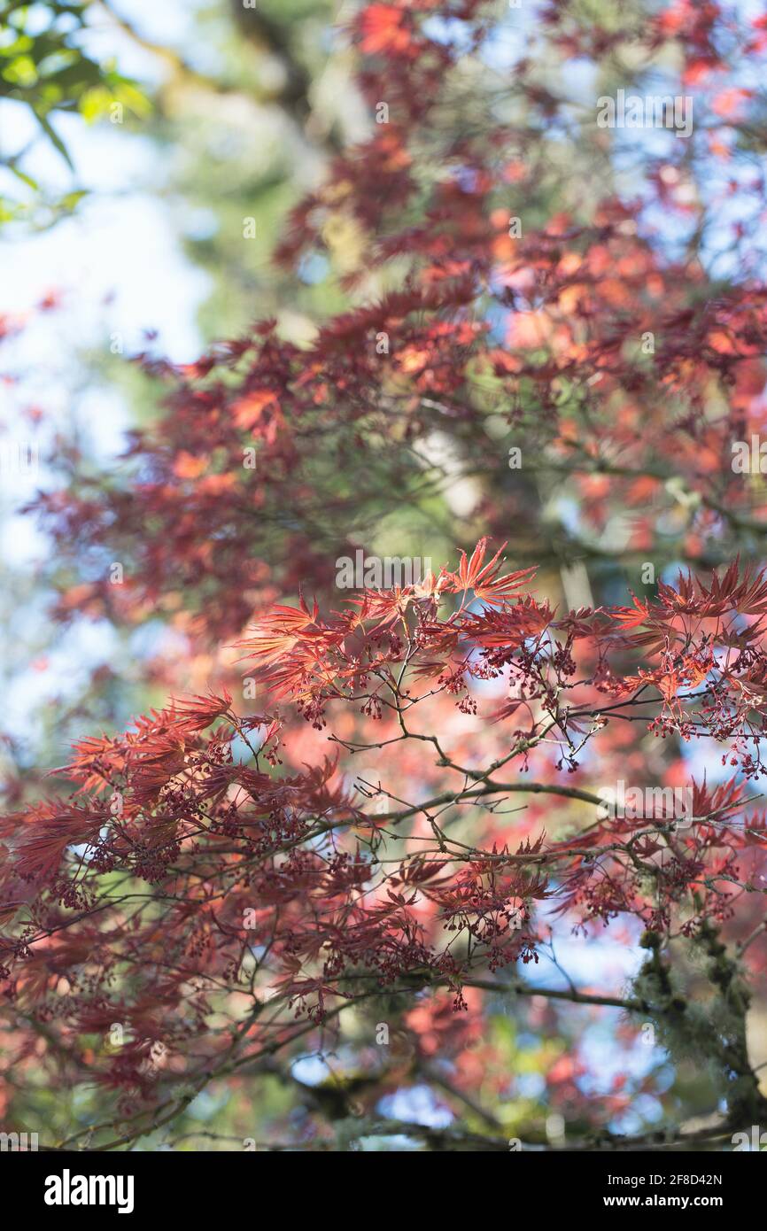 Acer palmatum „Oshio-beni“. Stockfoto