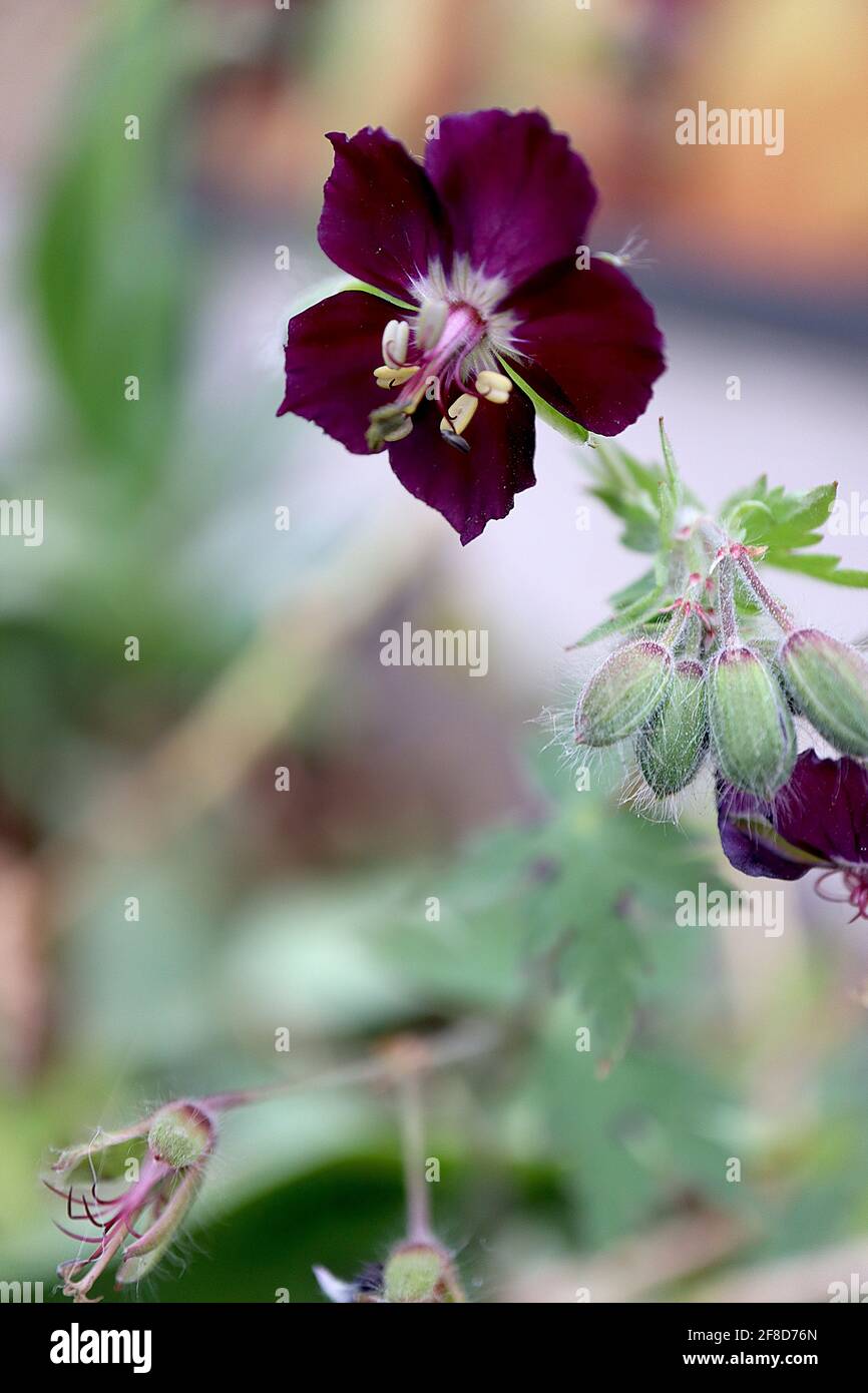 Geranium phaeum ‘Taff’s Jester’ Schwarze Witwe – burgunderrote lila Blüten, April, England, Großbritannien Stockfoto