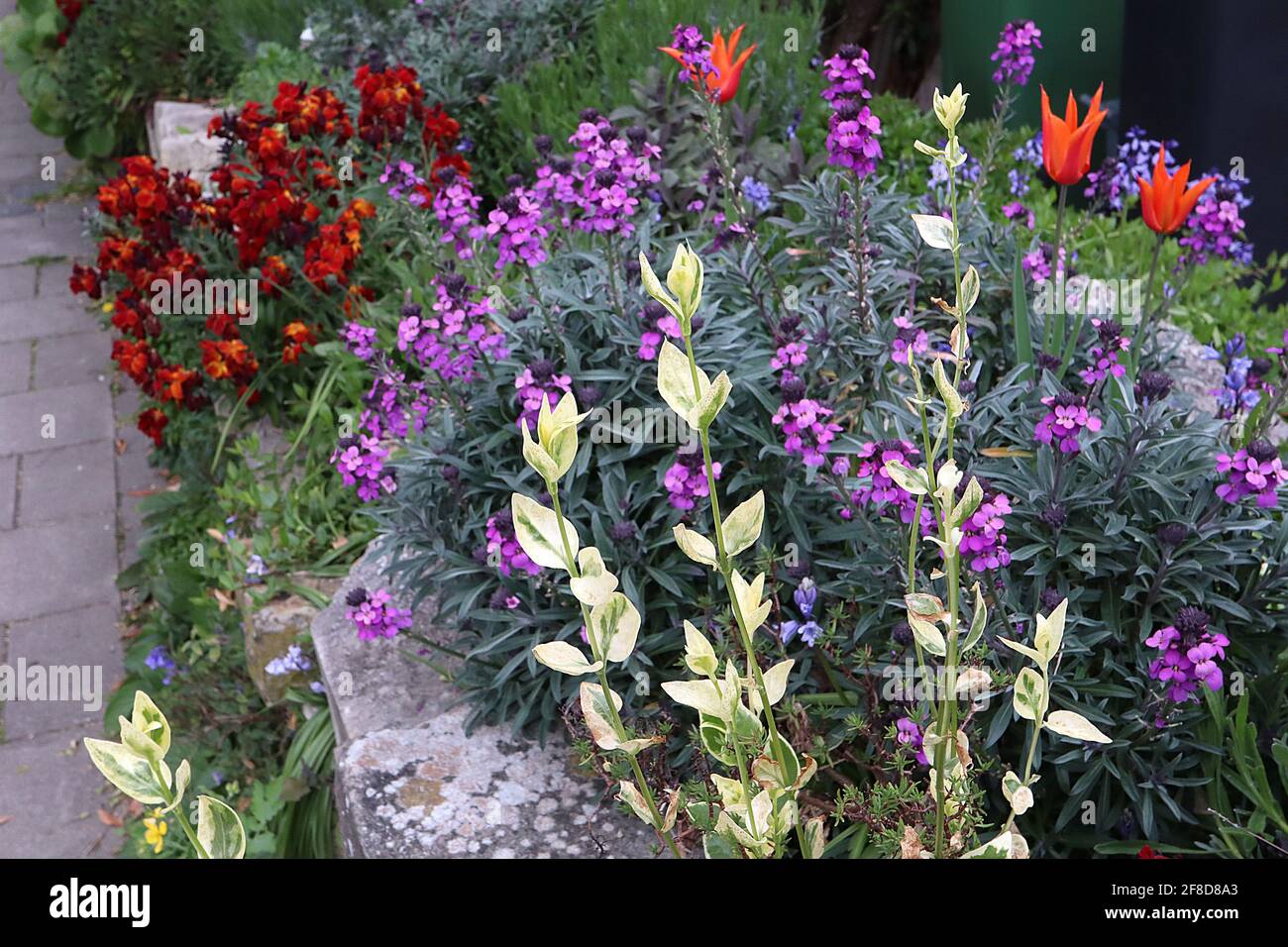 Blumenszene im April Stockfoto