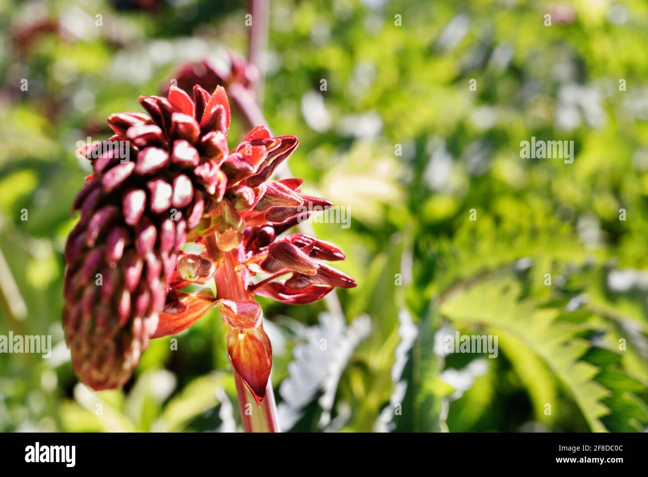 Rote Spitze von melianthus major -riesige Honigblume -Pflanze, klein Tubolare Blüte mit schmalen Trauben Stockfoto