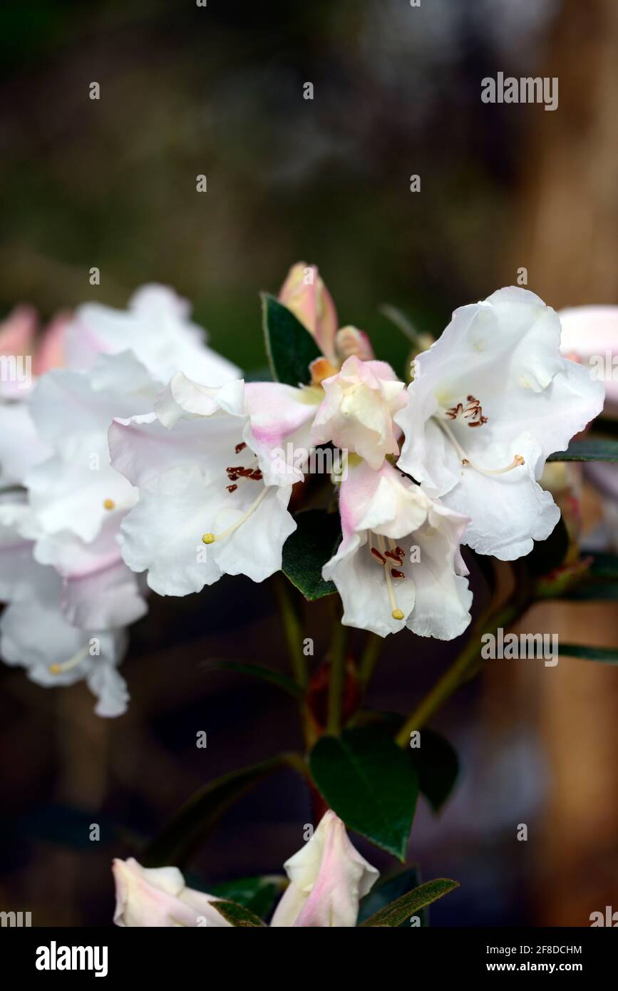Rhododendron Lady Alice Fitzwilliam, stark duftende trichterförmige Blumen, Blütenstände, Blume Traversen, weiße Blumen, Blüte, Duft, duftende rho Stockfoto