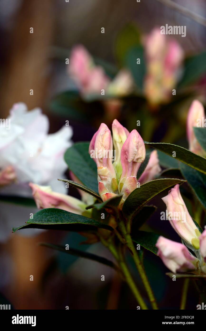 Rhododendron Lady Alice Fitzwilliam, stark duftende trichterförmige Blumen, Blütenstände, Blume Traversen, weiße Blumen, Blüte, Duft, duftende rho Stockfoto