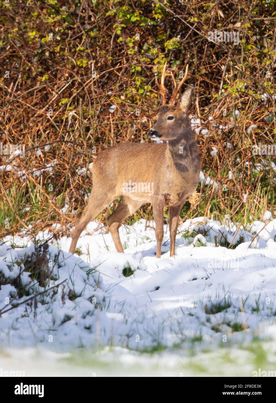 Roe Deer Buck im April in den ungewöhnlichen Schnee für Die Jahreszeit Stockfoto