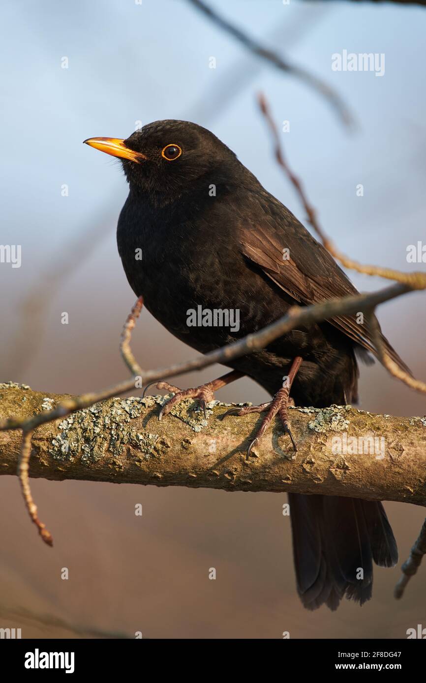 Blackbird, der im Abendlicht in Espoo, Finnland, auf einem Ast steht Stockfoto