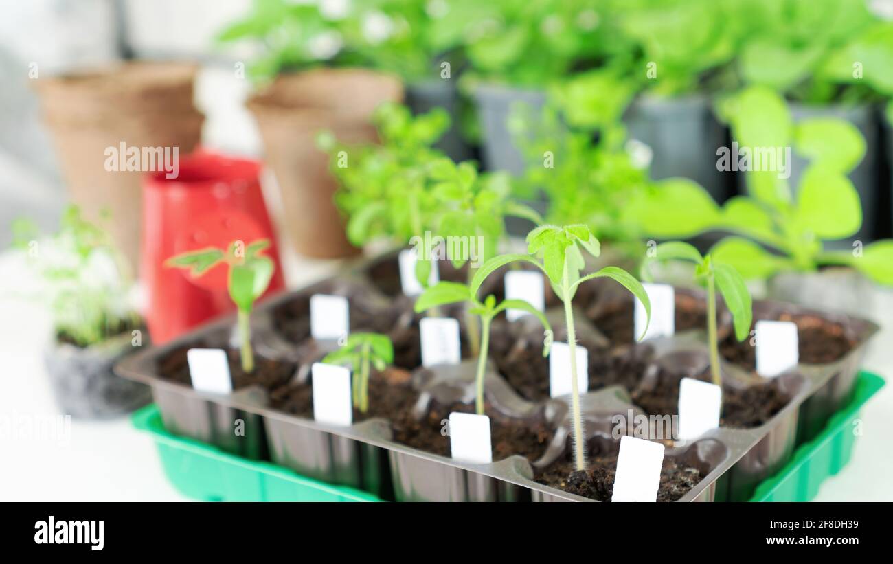 Keimlinge von Tomaten in Plastikkassetten Nahaufnahme. Weiße Kunststoffetiketten zur Kennzeichnung von Pflanzensorten-Titeln. Pflege von Pflanzen im Garten zu Hause. Hea Stockfoto