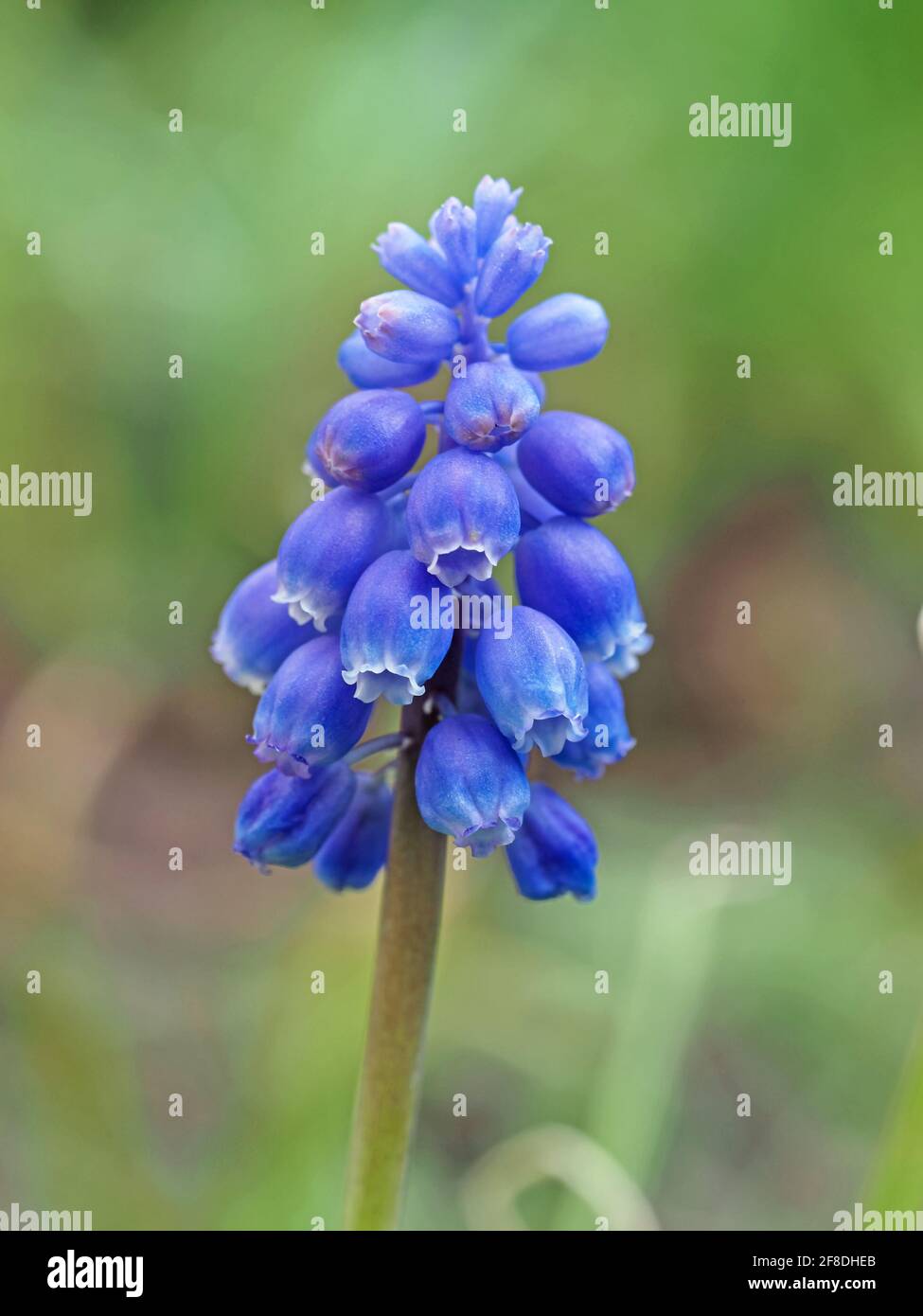 Nahaufnahme einer hübschen Traubenhyazinthe-Blume Stockfoto