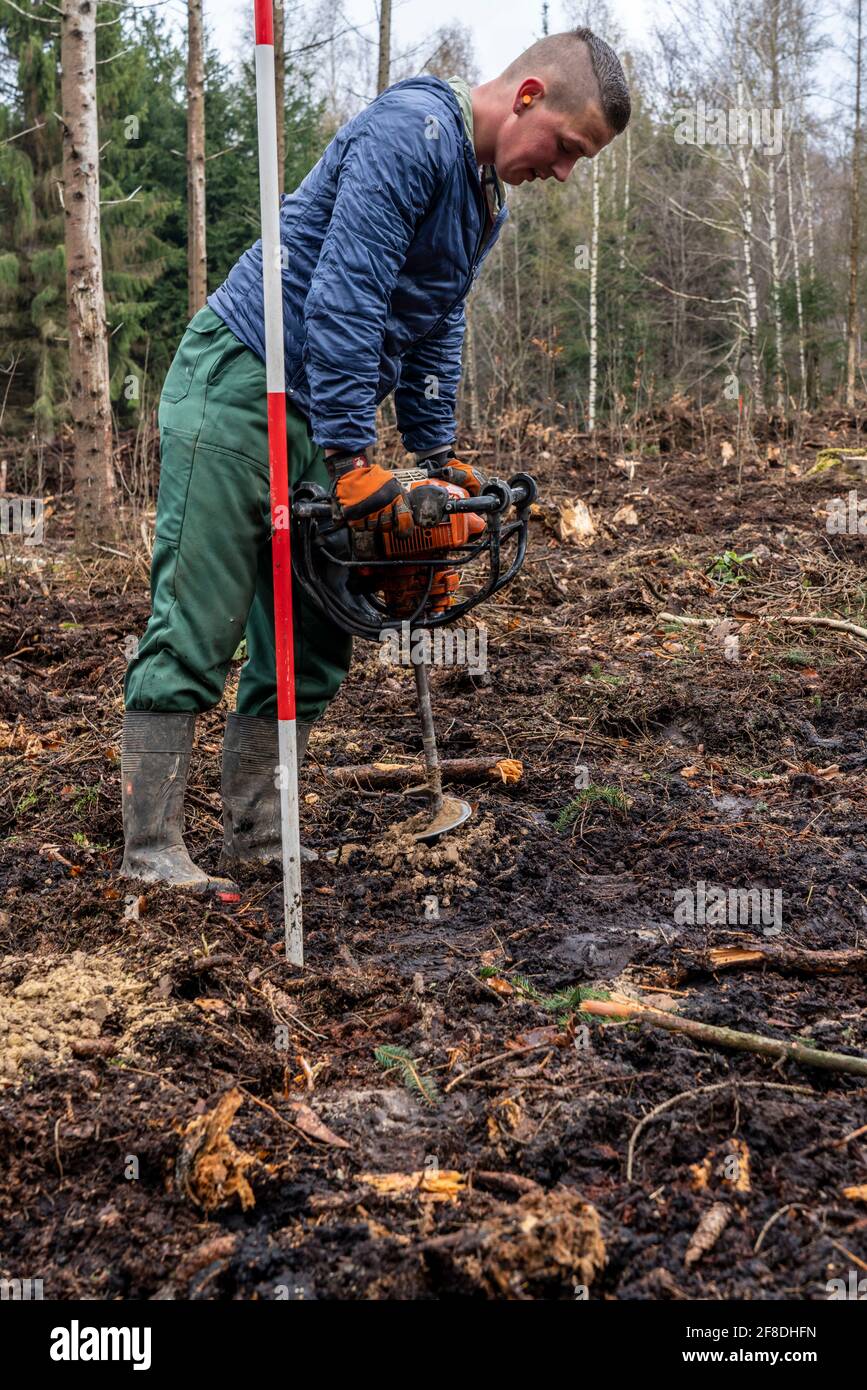 Wiederaufforstung im Arnsberger Wald bei Rüthen-Nettelstädt, Landkreis Soest, bohren Waldarbeiter Löcher in den Waldboden, um junge Eichen zu Pflanzen Stockfoto