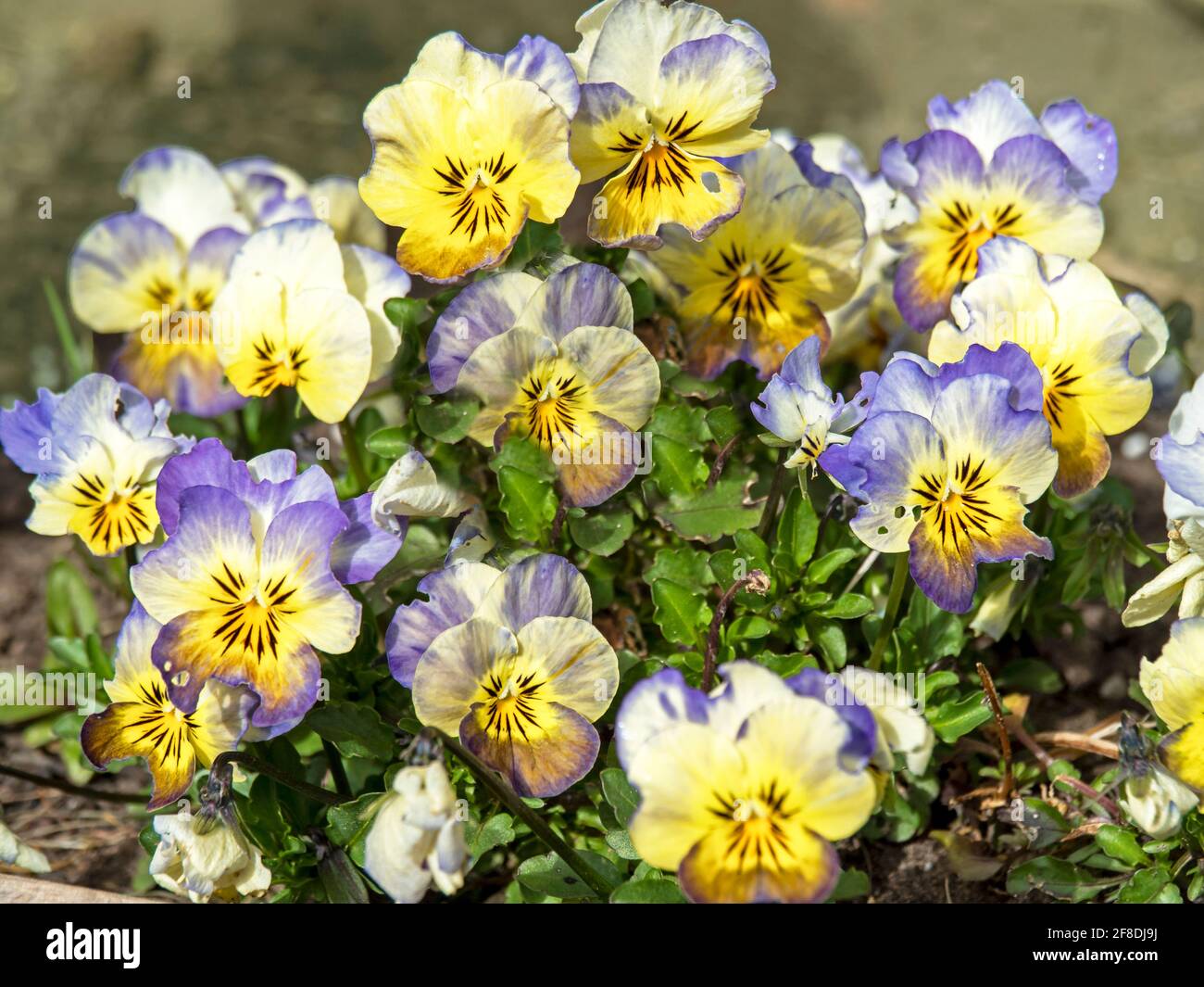 Nahaufnahme von hübschen violetten und gelben Veilchen Stockfoto