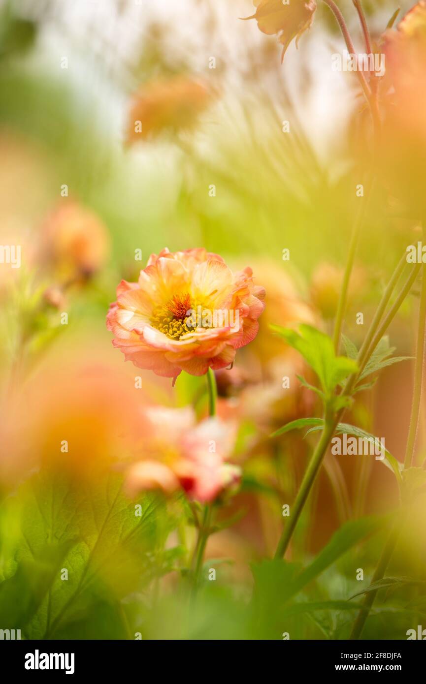 Geum ‘Cosmopolitan’ Cocktail-Serie. Stockfoto