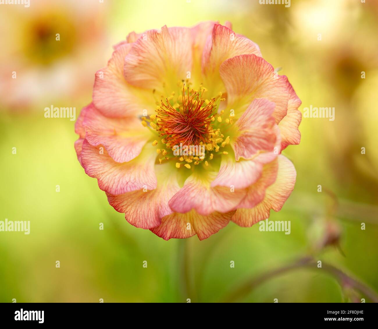 Nahaufnahme der Cocktail-Serie Flower Geum ‘Cosmopolitan’. Stockfoto