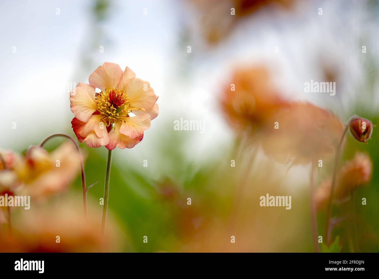 Geum ‘Cosmopolitan’ Cocktail-Serie. Stockfoto