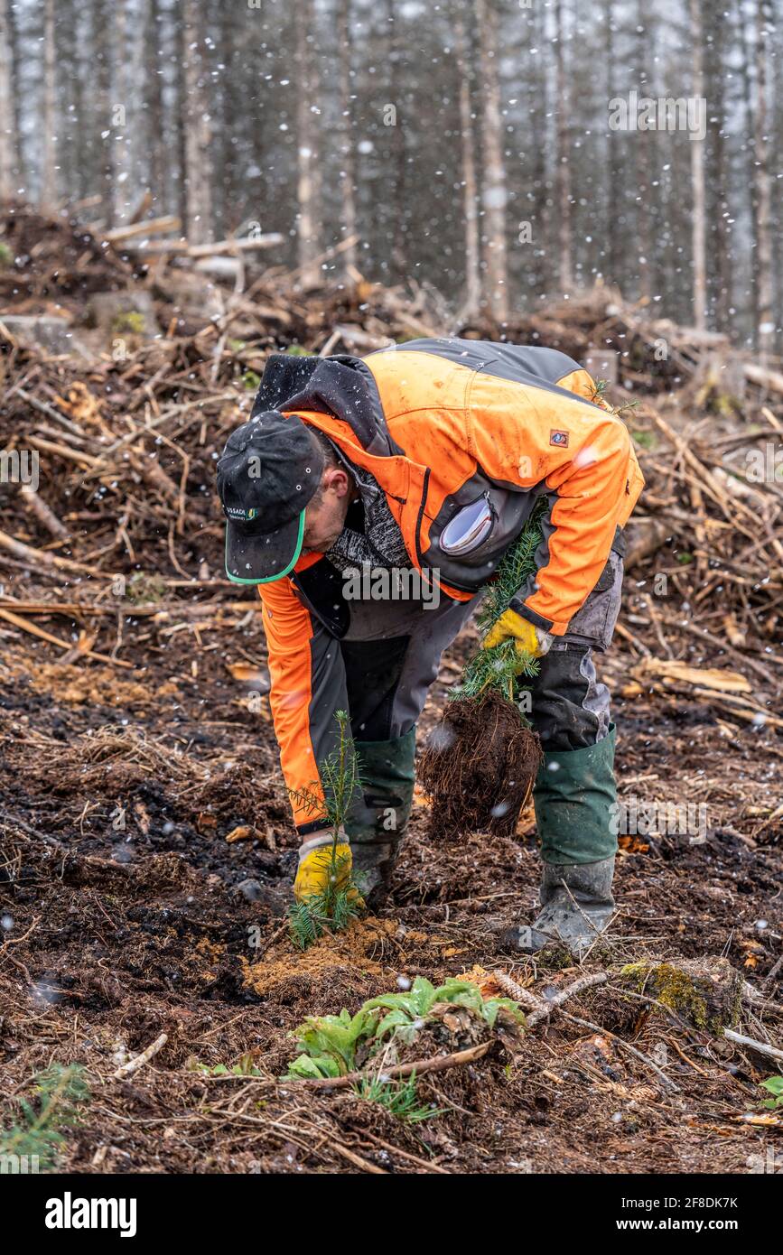 Wiederaufforstung im Arnsberger Wald bei Warstein-Sichtigvor, Bezirk Soest,  Pflanzen Waldarbeiter junge Bäume, Mischwald, Jungpflanzen der  Stockfotografie - Alamy