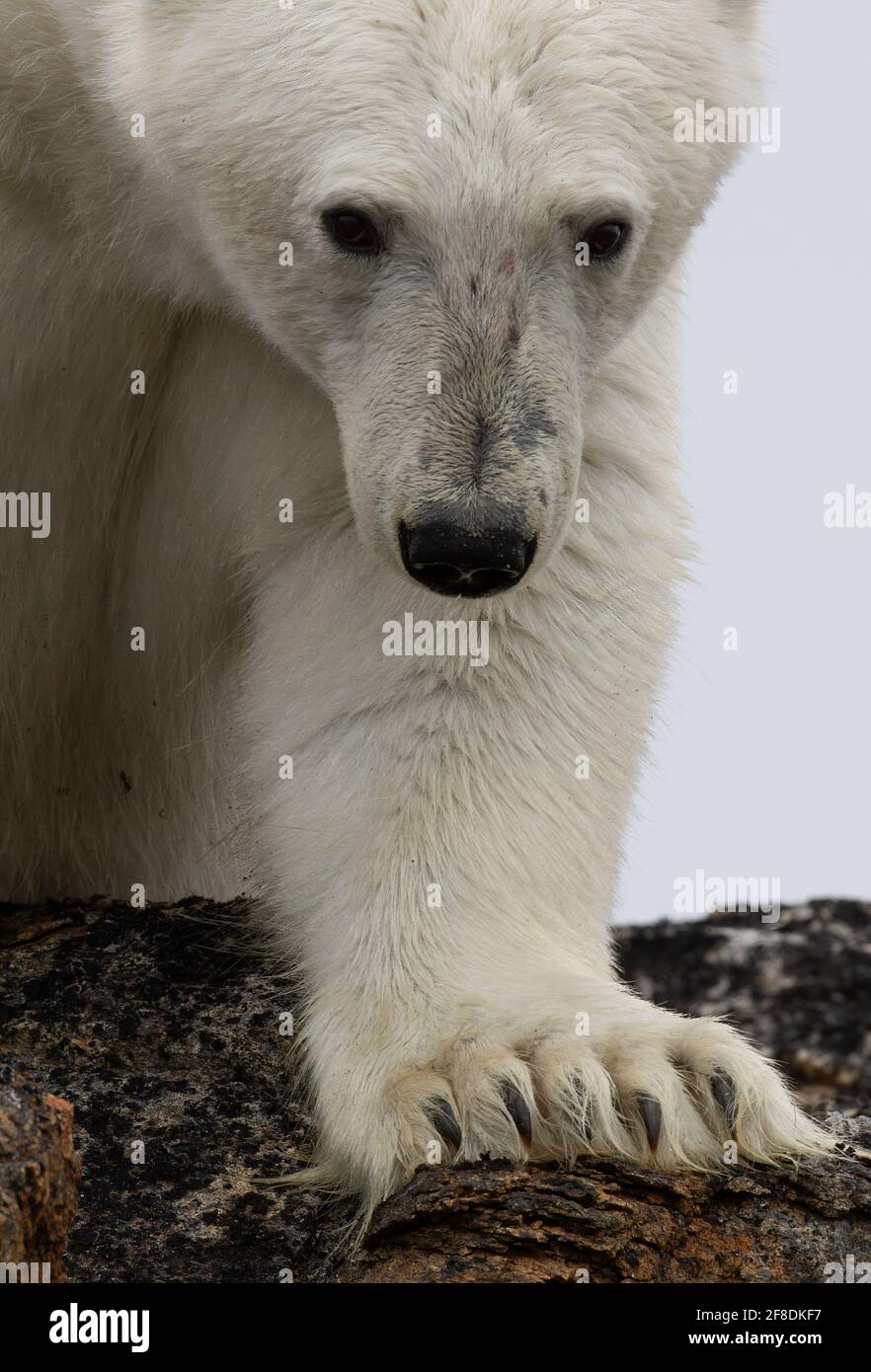 Eisbär am Felskante des arktischen Ozeans In der kanadischen Arktis Stockfoto