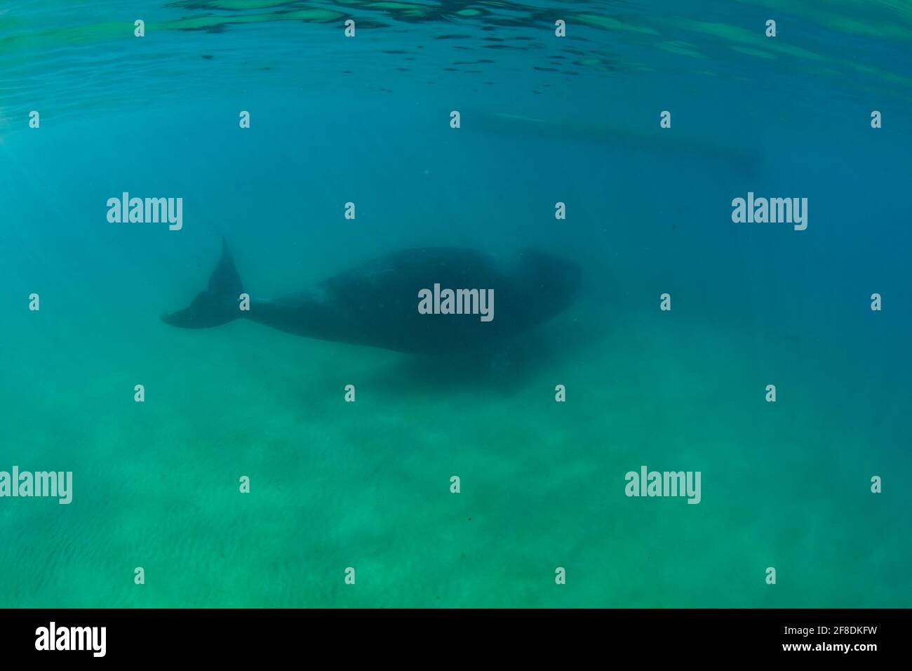 Bowhead Wal erste fotografische Dokumentation des Gesteinsnasenverhaltens in der Kanadische Arktis Stockfoto