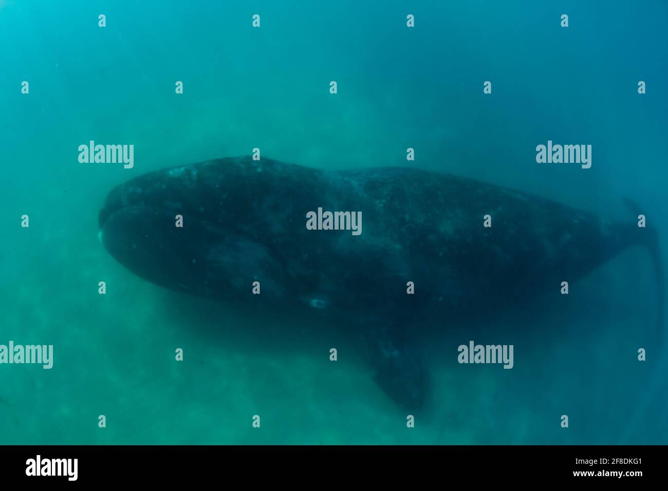 Bowhead Wal erste fotografische Dokumentation des Gesteinsnasenverhaltens in der Kanadische Arktis Stockfoto