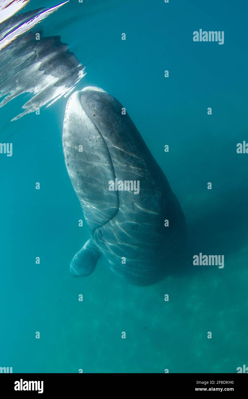 Bowhead Wal erste fotografische Dokumentation des Gesteinsnasenverhaltens in der Kanadische Arktis Stockfoto