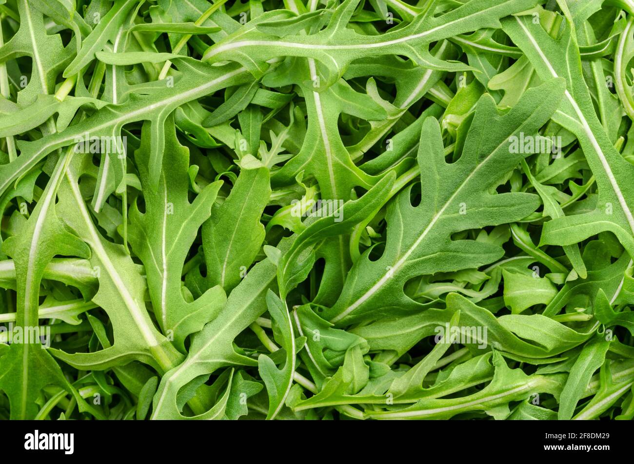 Rohe und frische Rucola, grüne Blätter von oben. Draufsicht auf Rucola-Salat, Eruca vesicaria, Pflanze, verwendet als Blattgemüse, Salatgemüse und Garnierung. Stockfoto