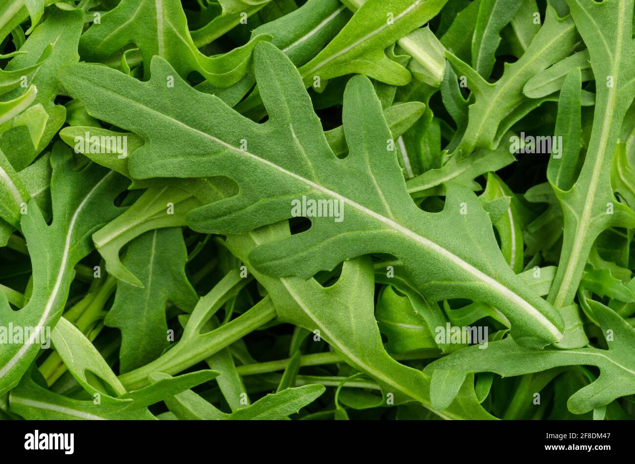 Rucola, Rucola, Nahaufnahme von oben. Frische und grüne Blätter von Eruca vesicaria, einer Pflanze, die als Blattgemüse verwendet wird, Salatgemüse als Garnierung. Stockfoto