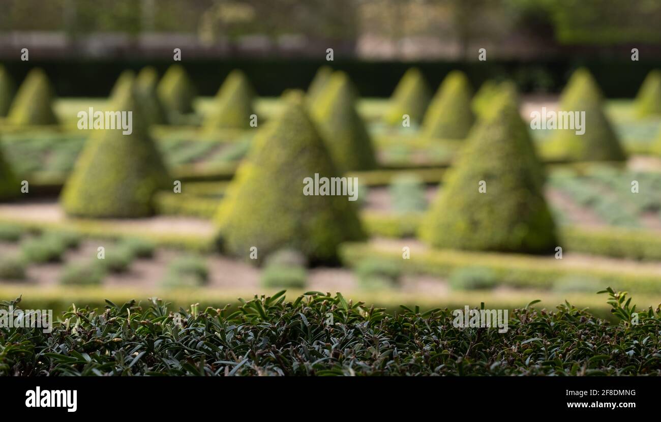 Formeller Cherry Garden im Ham House, Richmond upon Thames, London, Großbritannien, mit Kastenhecken und Lavendel in einem Gitter gepflanzt. Yew Hecke im Vordergrund. Stockfoto