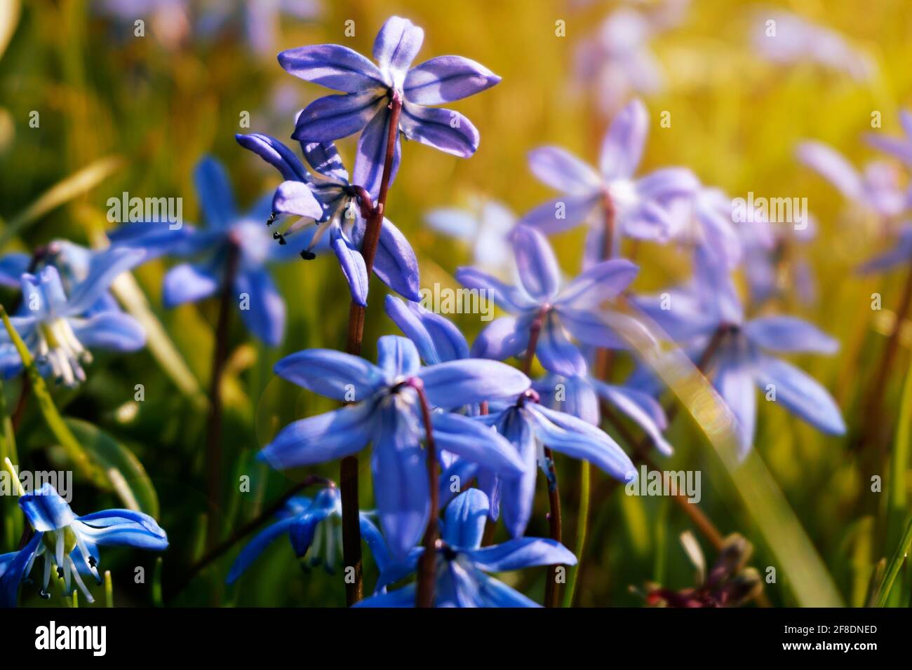 Die Blüten sind Scilla. Frühlingshintergrund für Postkarten. Getönte Stockfoto