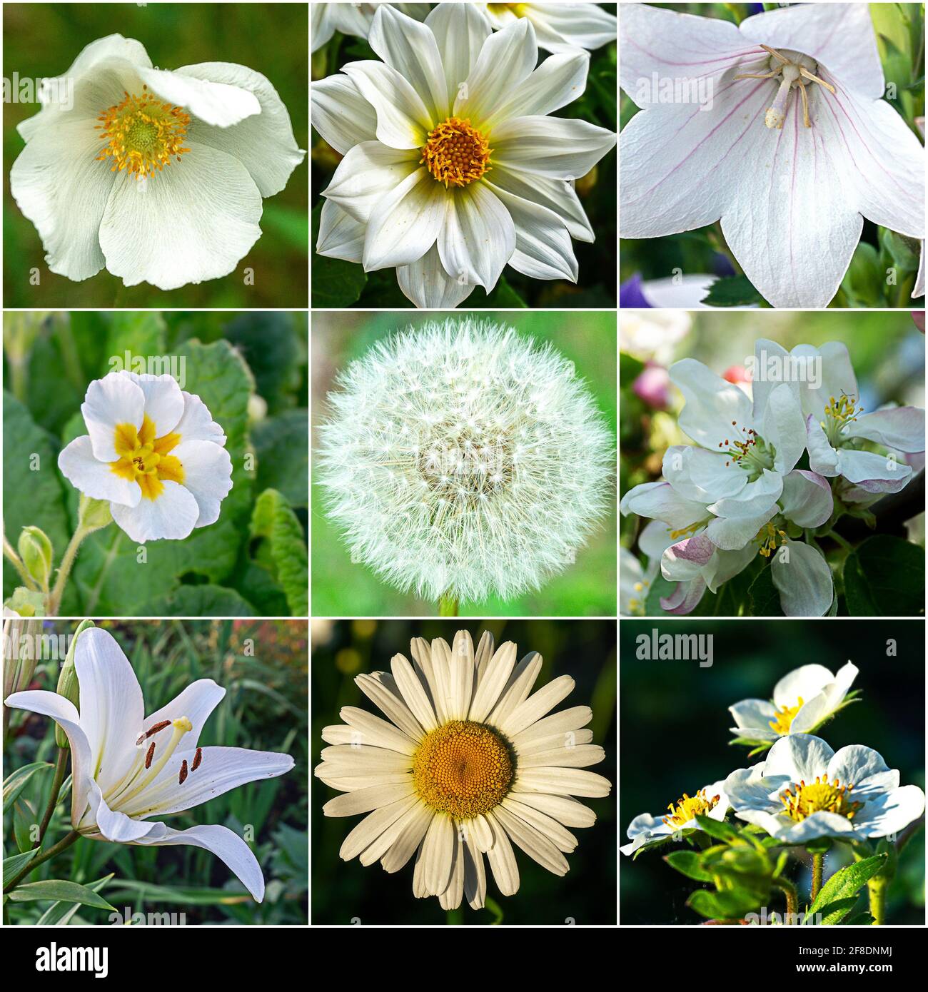 Collage von Fotos von weißen Blumen. Filigraner Hintergrund für Grußkarte oder Design. Stockfoto