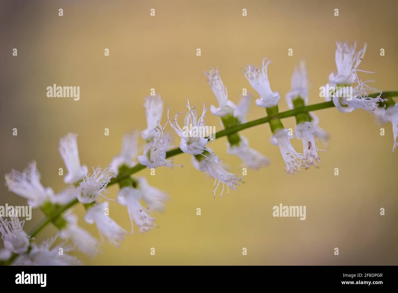 Cajeput (Melaleuca cajuputi) blüht bei Tageslicht Stockfoto