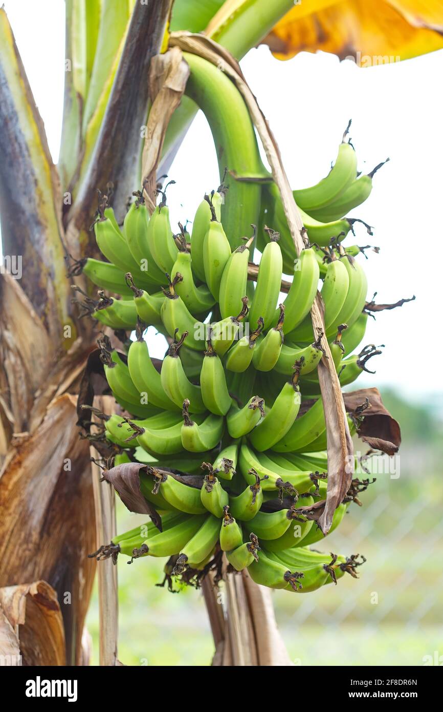 Haufen grüner Bananen auf dem Baum Stockfoto