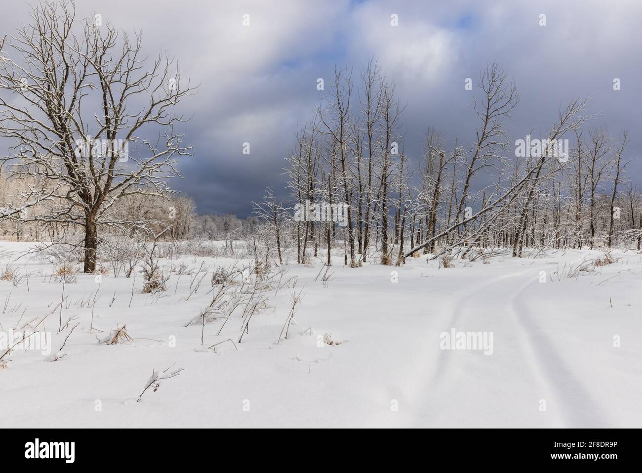 Bedrohliche Winterlandschaft im Norden Wisconsin. Stockfoto