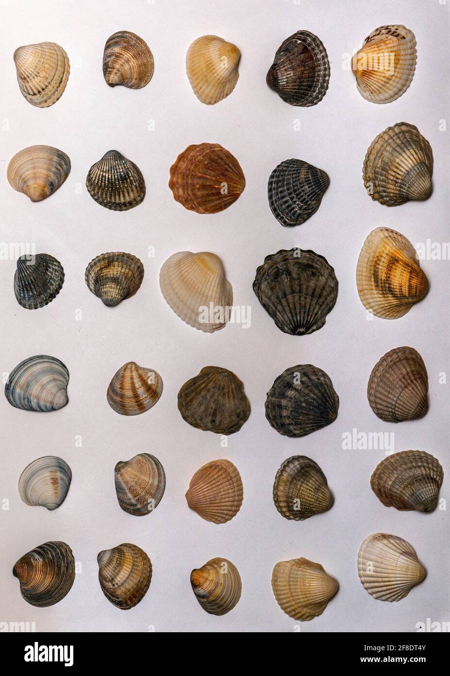 Viele verschiedene Muscheln auf weißem Hintergrund Stockfoto