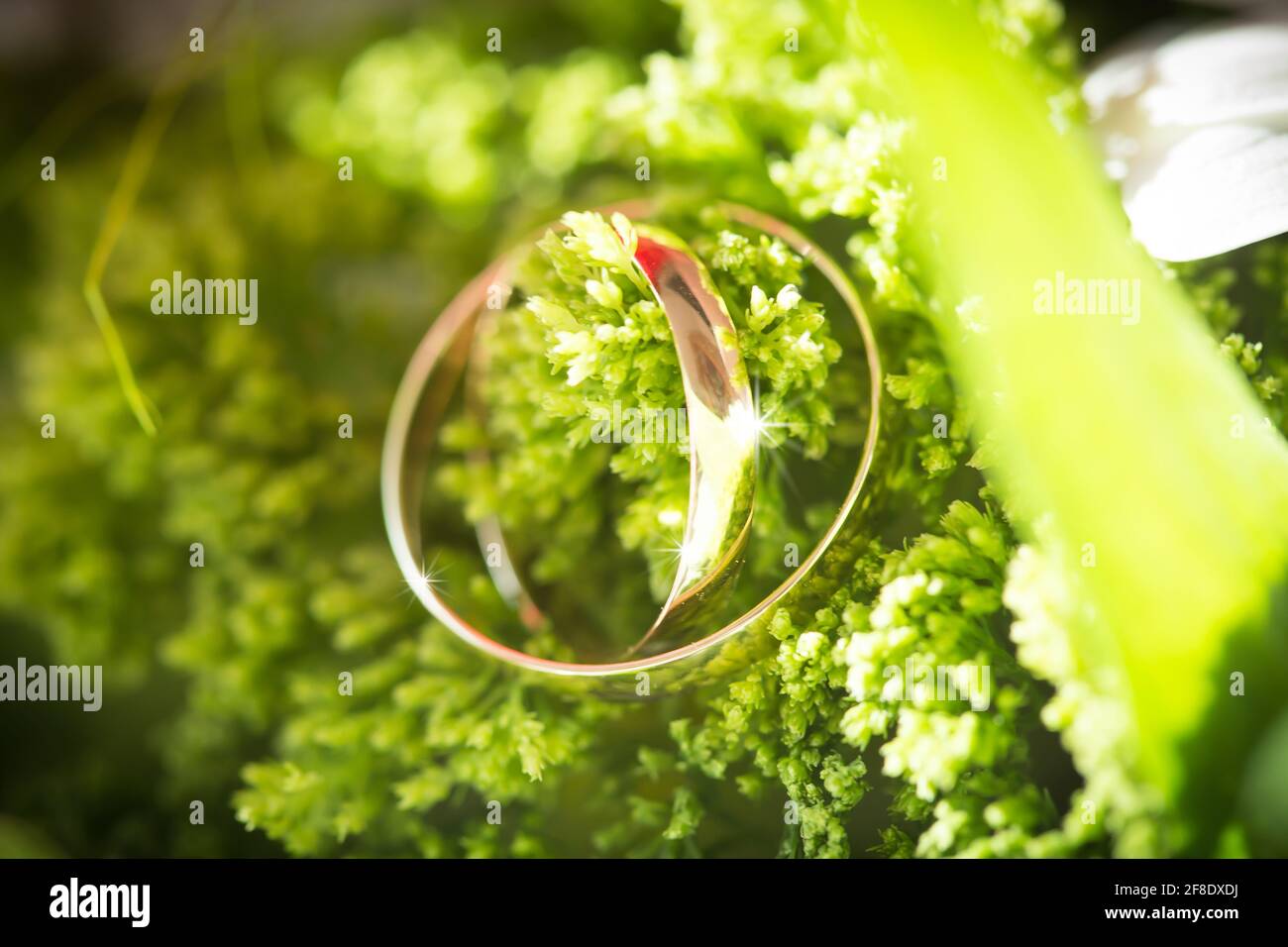 Nahaufnahme eines Paares Eheringe auf einer Blume Stockfoto