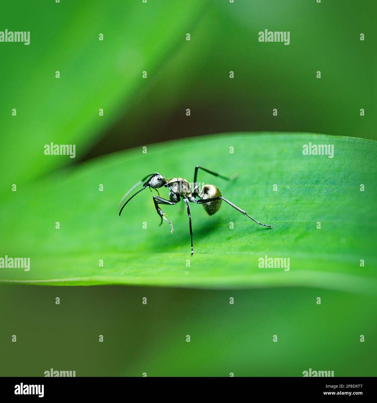 Schwarze Tischleramse auf grünem Blatthintergrund Stockfoto
