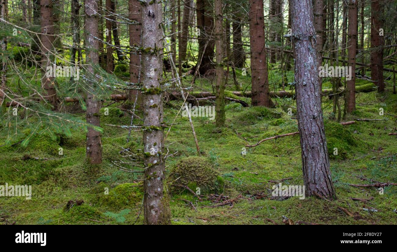 Blick von einer kurzen Waldwanderung. Stockfoto