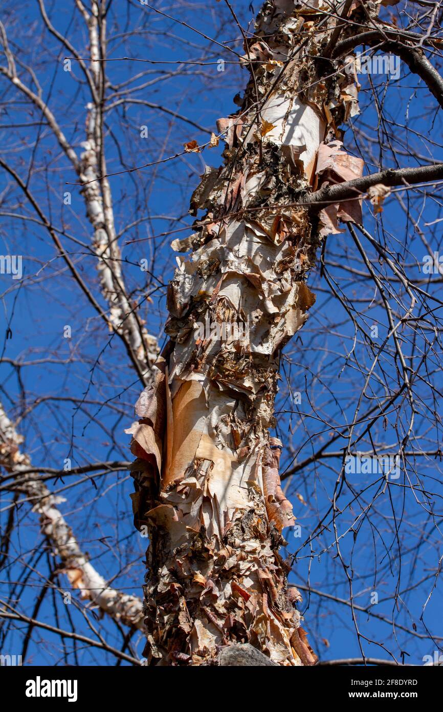 Dieses Bild zeigt eine Nahaufnahme der Struktur einer attraktiven zerrissenen und abblätternden Rinde auf einem Stamm einer Flussbirke (betula nigra) mit blauem Himmel Stockfoto