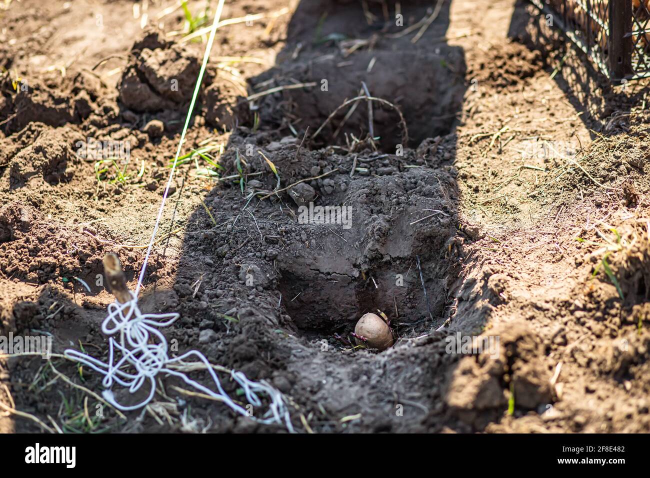 Pflanzung von Kartoffeln im Frühjahr im Garten auf dem Bauernhof. Loch mit gekeimter Kartoffel Stockfoto