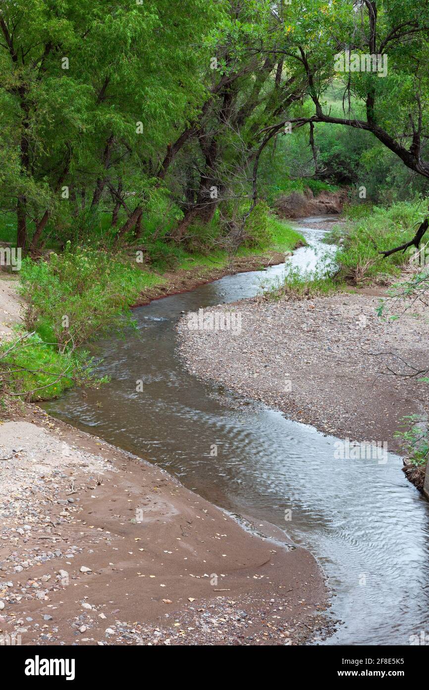 Sonoita Creek Preserve Patagonia AZ / SEPT Spätsommer entlang des grünen Sonoita Creek unter einem Baldachin mit Weide und Arizona Walnuss. Stockfoto