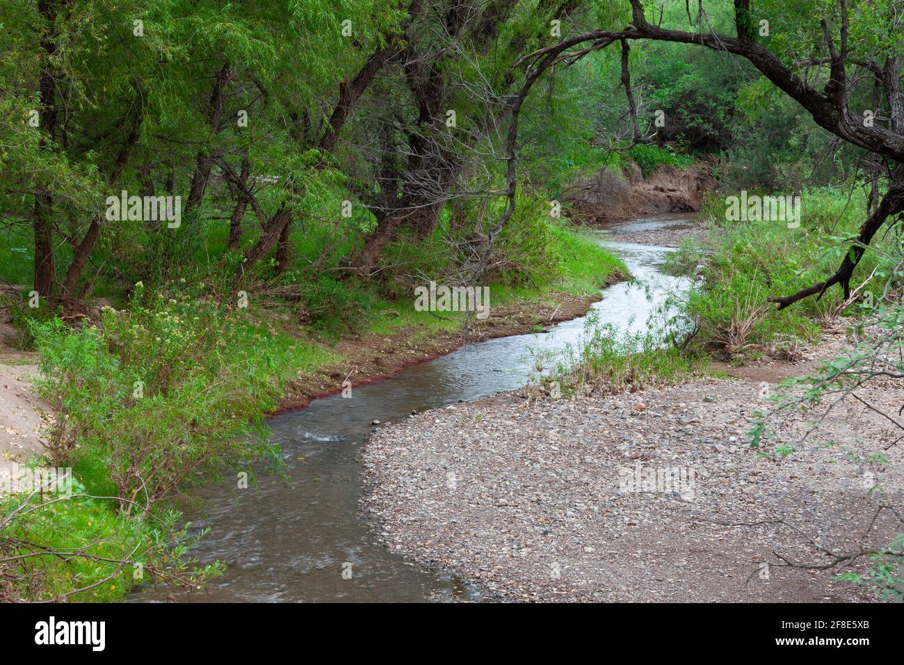 Sonoita Creek Preserve, Patagonia AZ / SEPT Spätsommer entlang des grünen Sonoita Creek unter einem Baldachin mit Weide und Arizona Walnuss. Stockfoto